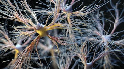 Image result for Astrocyte