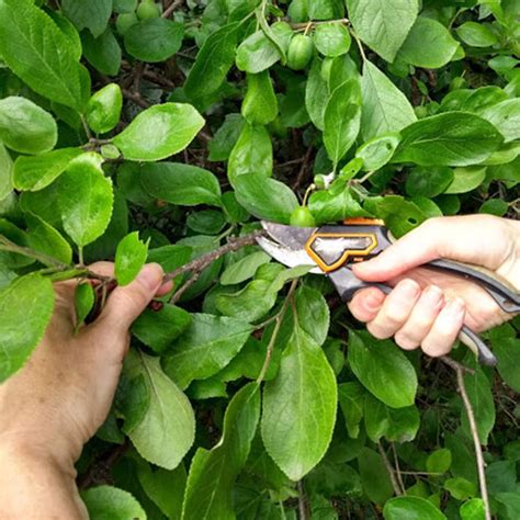 Image result for Plum Tree Pruning