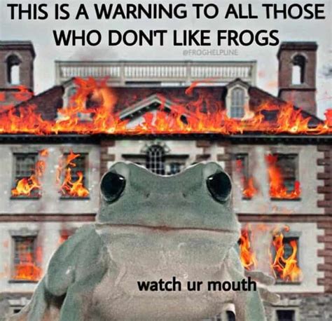 35 Funny Frog Memes To Help You Frog-et Your Worries
