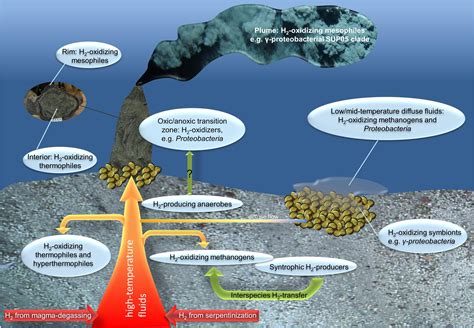 Ecosystem Of Hydrothermal Vents