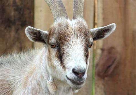 Image result for Goat Cheese Making Process