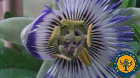 Sexual and asexual reproduction in plants | Britannica