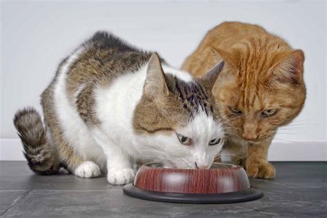 What Happens When You Eat Cat Food at Regina Perryman blog