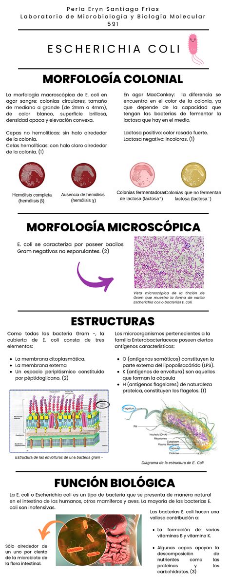 Morfo y Función de Escherichia coli: Infografía Detallada 591 - Studocu