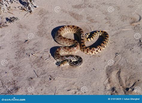 Bullsnake stock image. Image of colorado, bull, illinois - 31013829