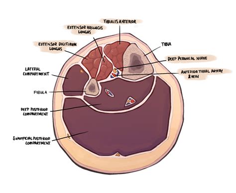 Anterior compartment of the leg - Orthofracs