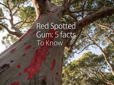 Red Spotted Gum: 5 Facts To Know In 2025