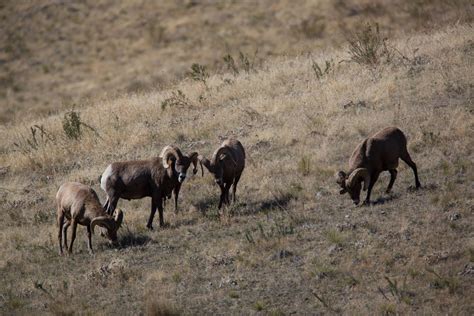 Bachelor group of rams walk a hillside | FWS.gov