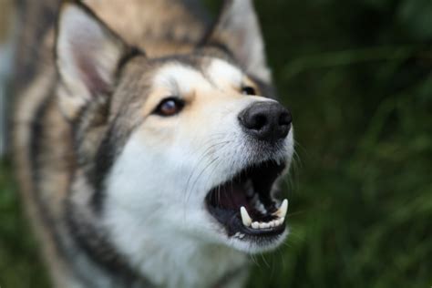 Puppy Sounds: What Barking, Howls, Growls and More Mean