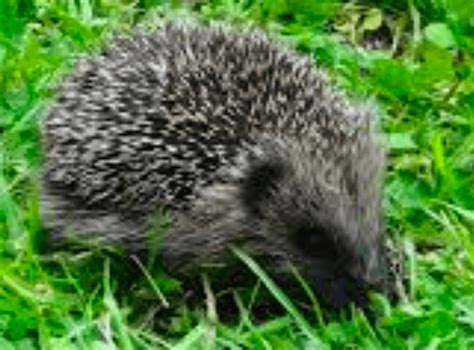Routeburn Dart Wildlife Trust - Predators of Our Native New Zealand Birds