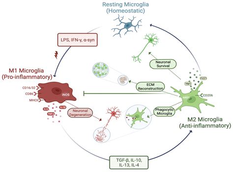Microglia Mediated Neuroinflammation in Parkinson’s Disease