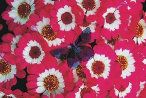 Corel Painter ヘルプ | 合成方法を使用してレイヤーをブレンドする