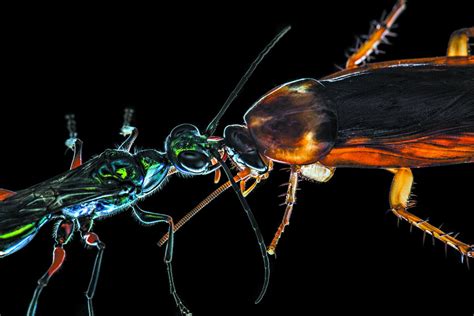 Image result for Large Cockroach Attack