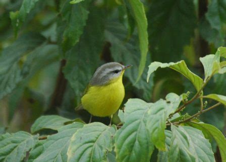 birds of rajaji national park, bird watching in rajaji natioanl park