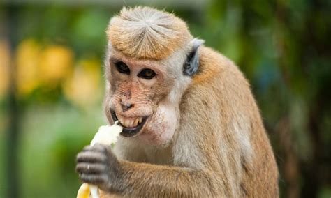 Researchers use monkey poop to learn reproductive patterns of ...
