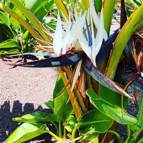 The White Bird Of Paradise: Your Guide To A Stunning Indoor Plant
