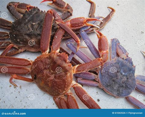 Opilio Crab or Snow Crab (Chionoecetes Opilio) Showing Color Variations ...