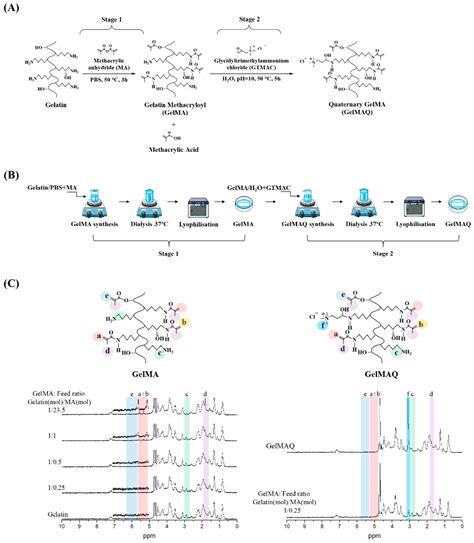 Synthesis and Modification of Gelatin Methacryloyl (GelMA) with ...