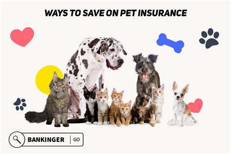Surprising ways to save on pet insurance - BANKINGER