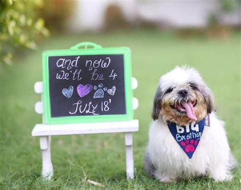 Buy Stylish Dog Bandanas Online l Lana Paws