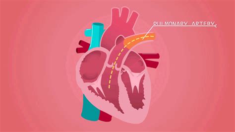 Image result for Full Animation On Heart Function