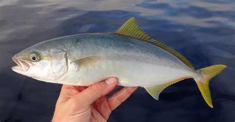 Yellowtail | Mexico - Fish, Birds, Crabs, Marine Life, Shells and ...
