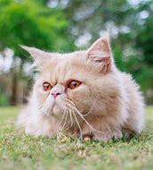 Image result for Teacup Persian Cat