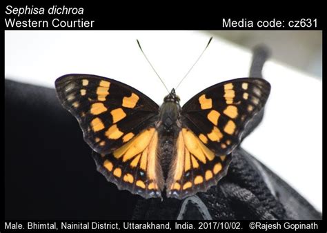 Sephisa dichroa (Kollar, [1844]) - Orange-spotted Courtier | Butterfly