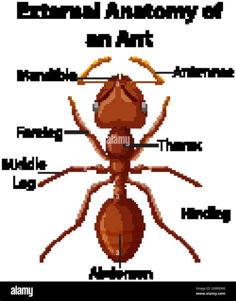 Anatomy Of An Ant Ant Anatomy Learn About The Body Parts Of Ants
