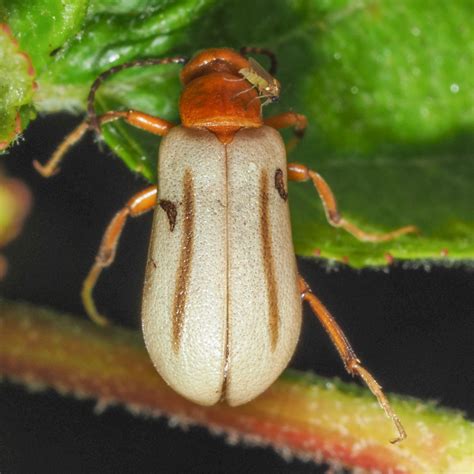 Family Meloidae – Blister Beetles | Prairie Haven