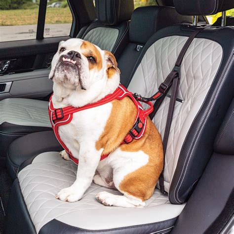 Which Dog Seat Belt Makes Sense? Here's 5 To Compare - Petful