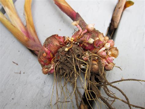 What Are Gladiolus Corms at Thomas Reiser blog