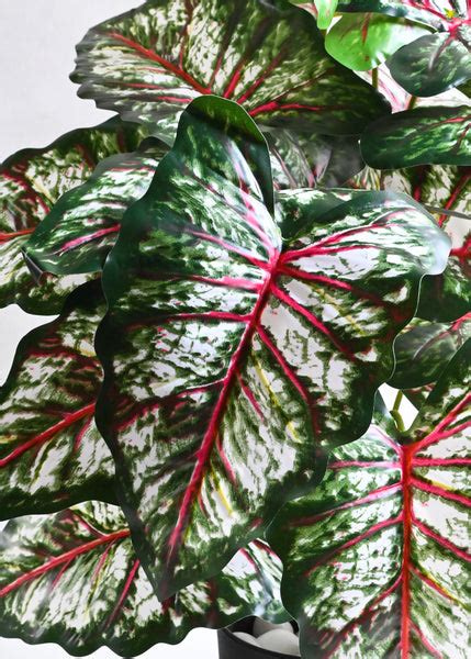 Artificial Tropical Caladium Plant – 78 cm, 18 Patterned Green, Pink a ...
