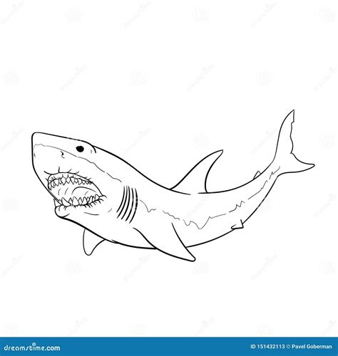 How To Draw Great White Sharks