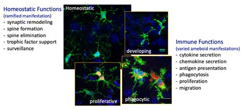 Dr. Hiyaa Ghosh - Research | NCBS