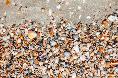 Seashells 的图像结果