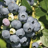 Image result for Bluecrop Blueberry Plant Information