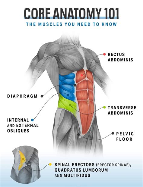 Different Core Exercises 的图像结果