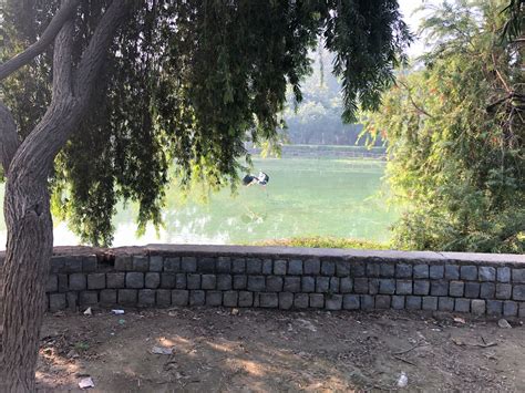 Sanjay Lake- Nature Walk - New Delhi Nature Society
