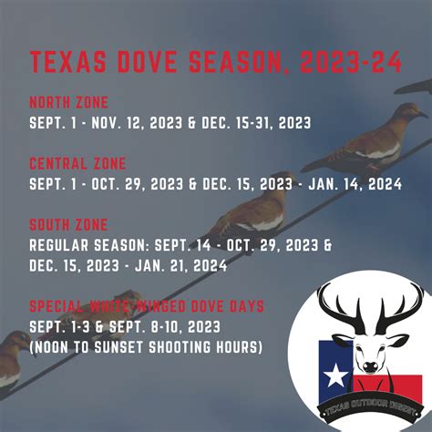 How to improve your dove hunting skills