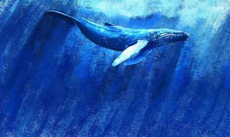 有没有关于鲸鱼的壁纸呢 很喜欢 一直找不到好看的？ - 知乎