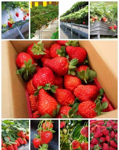 家里种植草莓怎么自制肥料