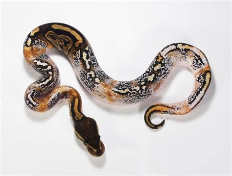 Image result for Axanthic Pied Ball Python