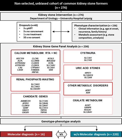 Systematic assessment of monogenic etiology in adult‐onset kidney stone formers undergoing ...