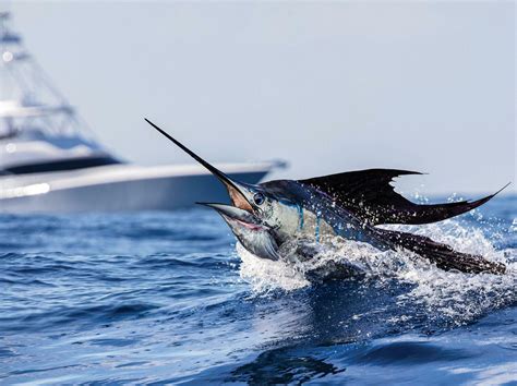 What Is The Fastest Aquatic Animal: Top 10 Ocean Speedsters!