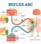 reflex 的图像结果