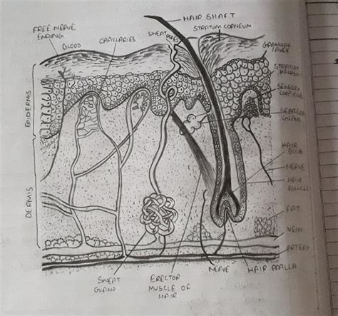 How to draw a diagram of human skin easily - Brainly.in