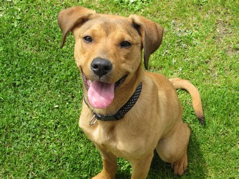 Rhodesian Ridgeback Greyhound Mix