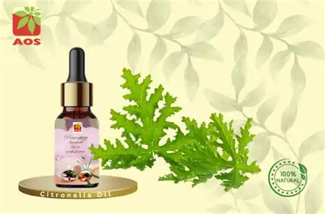CITRONELLA OIL, Manufacturer & Exporter - AOS Products