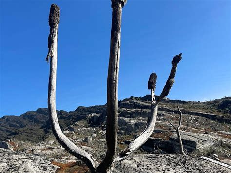 RWENZORI MOUNTAINEERING - TREKKING EXPEDITIONS - All You Need to Know ...